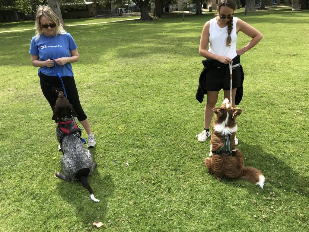 Impressive Dog Clicker Training Perth Agile Dogs