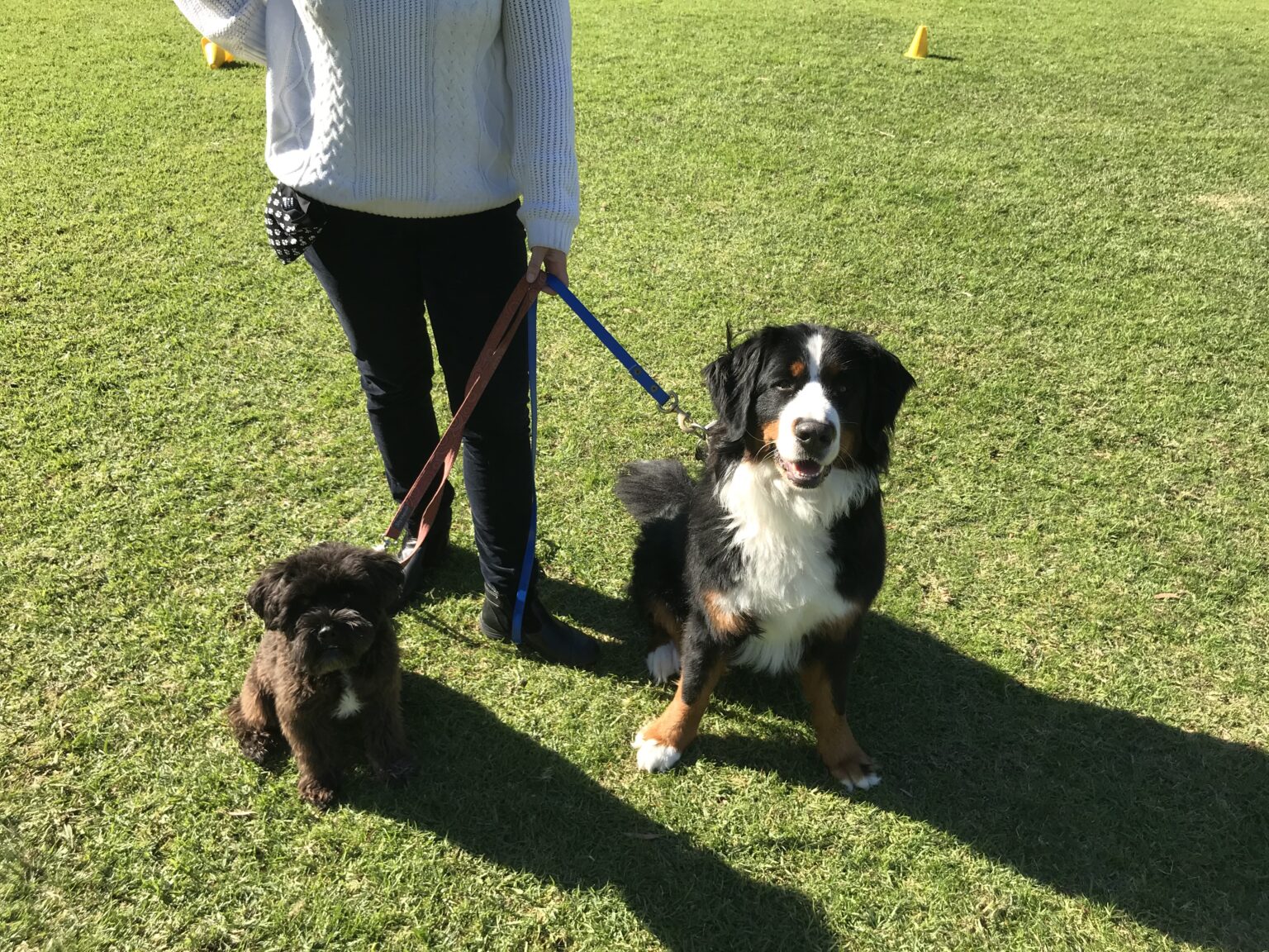 1 Dog Training Perth Leading Dog Training Services Agile Dogs