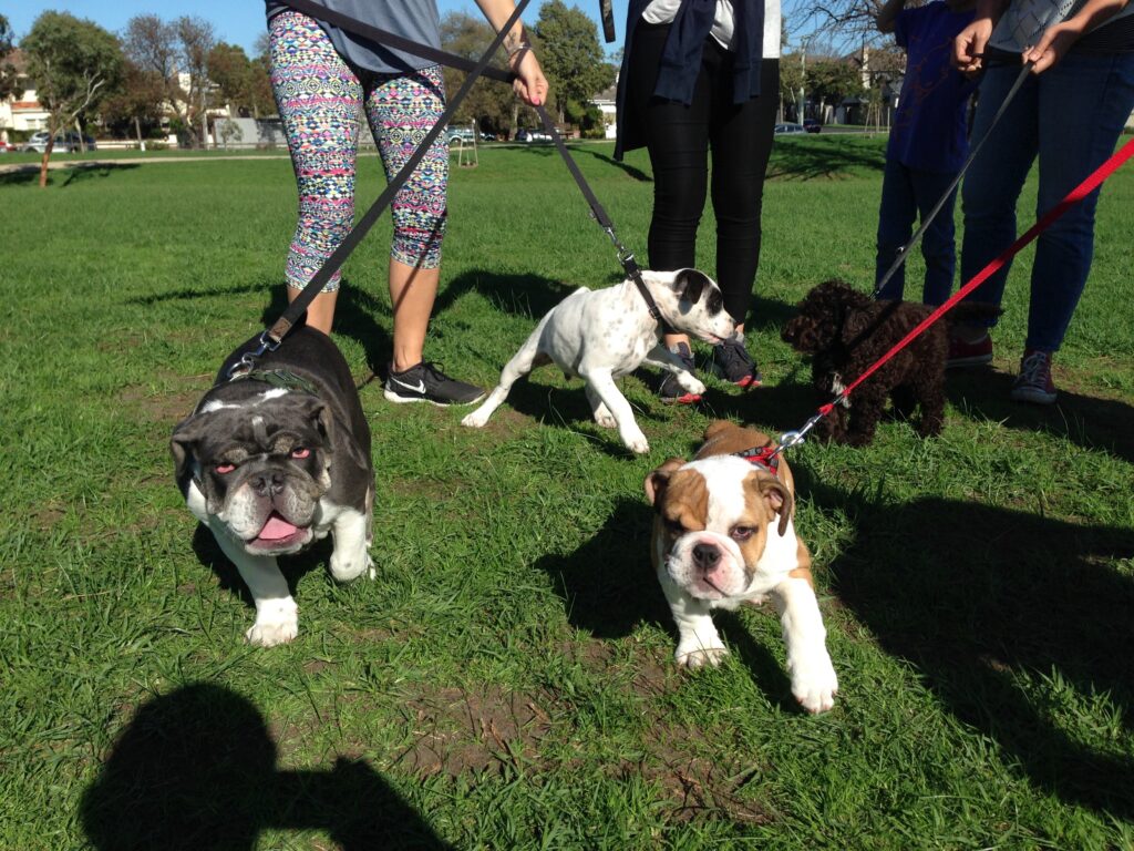 Leading Puppy Training School Perth Agile Dogs