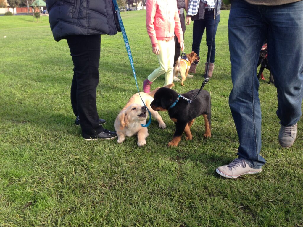 Leading Puppy Training School Perth Agile Dogs