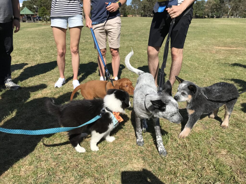 Dogs socializing during puppy training session outdoors.