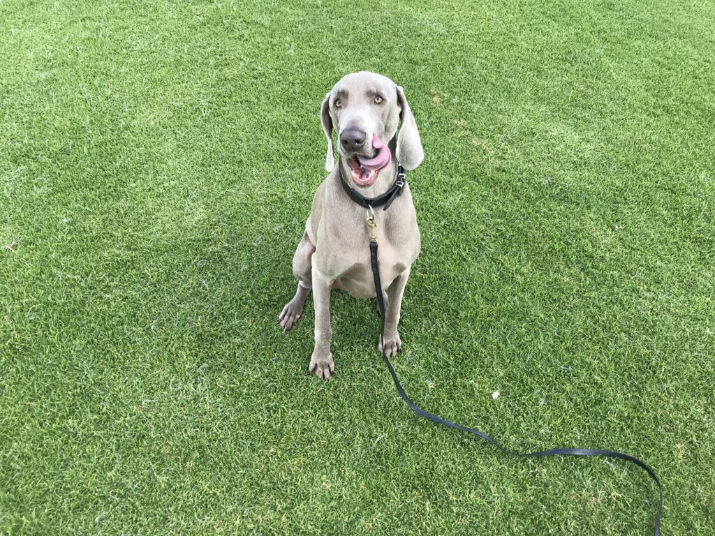 Professional Dog Behaviourist Perth Agile Dogs