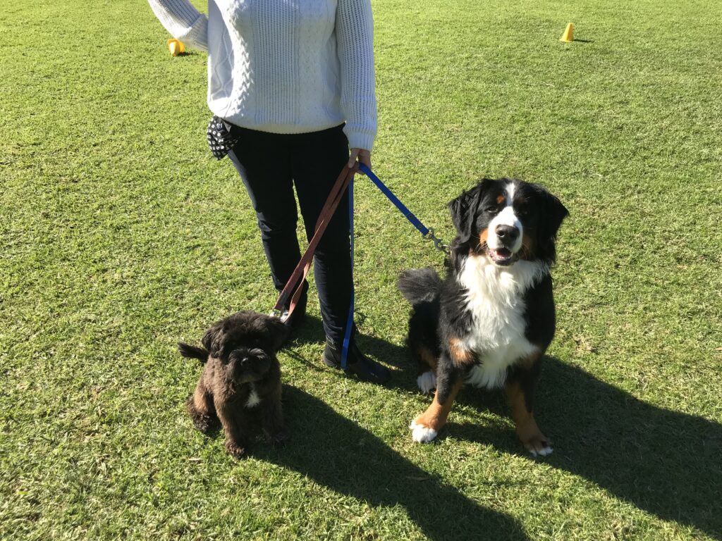 Professional Dog Behaviourist Perth Agile Dogs