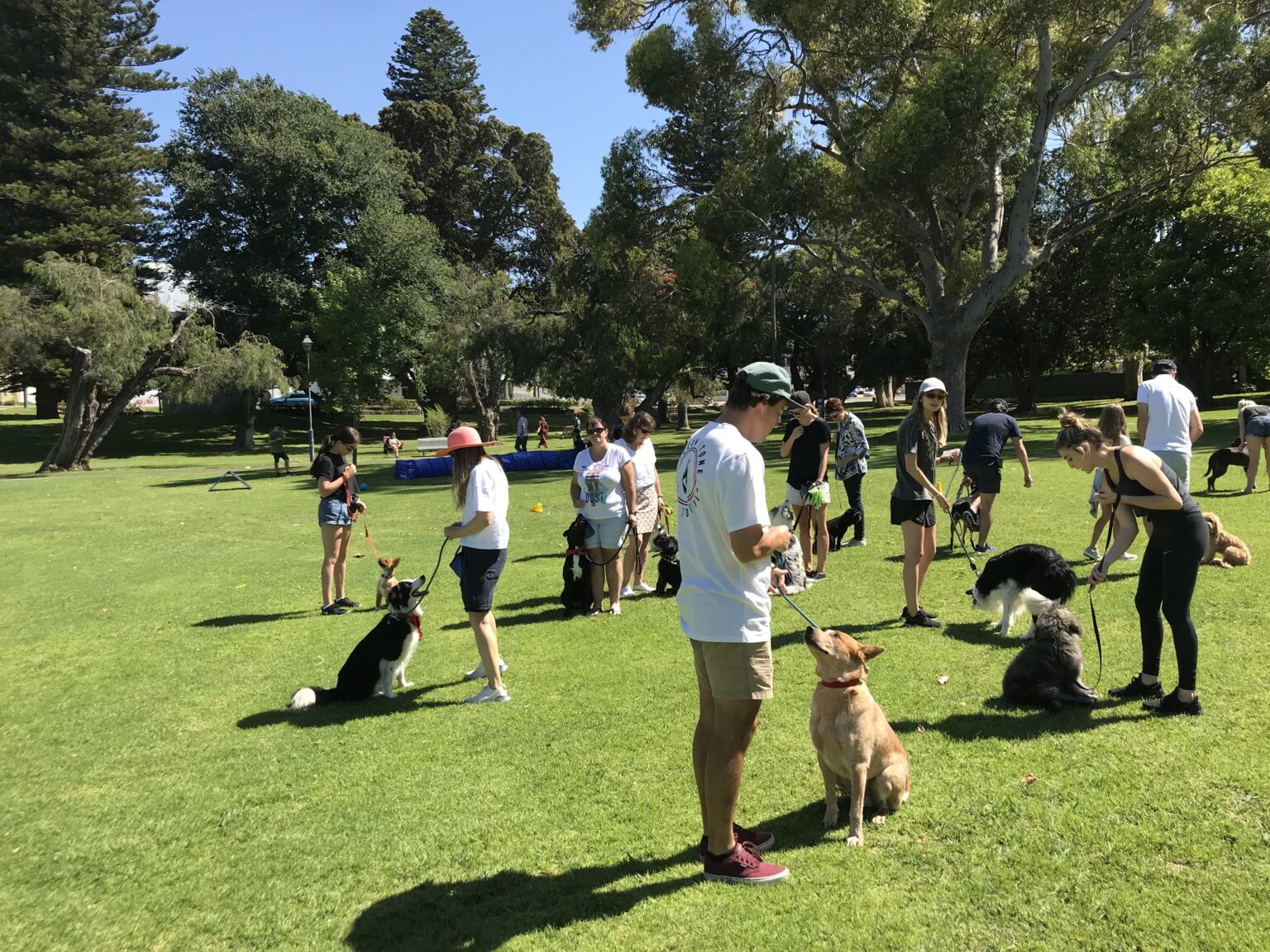 1 Dog Training Perth Leading Dog Training Services Agile Dogs