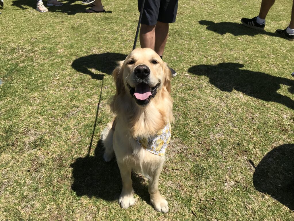 Professional Dog Behaviourist Perth Agile Dogs