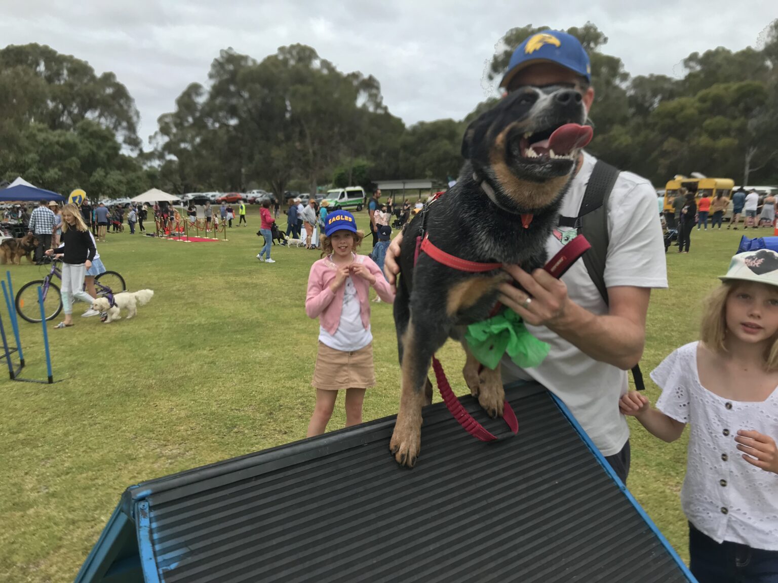 1 Dog Training Perth Leading Dog Training Services Agile Dogs
