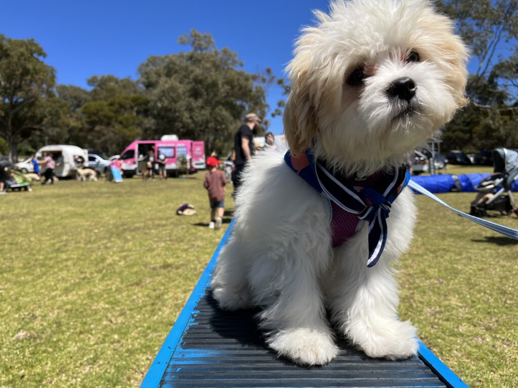Cute fluffy puppy sitting on a blue platform outdoors during a dog training event.