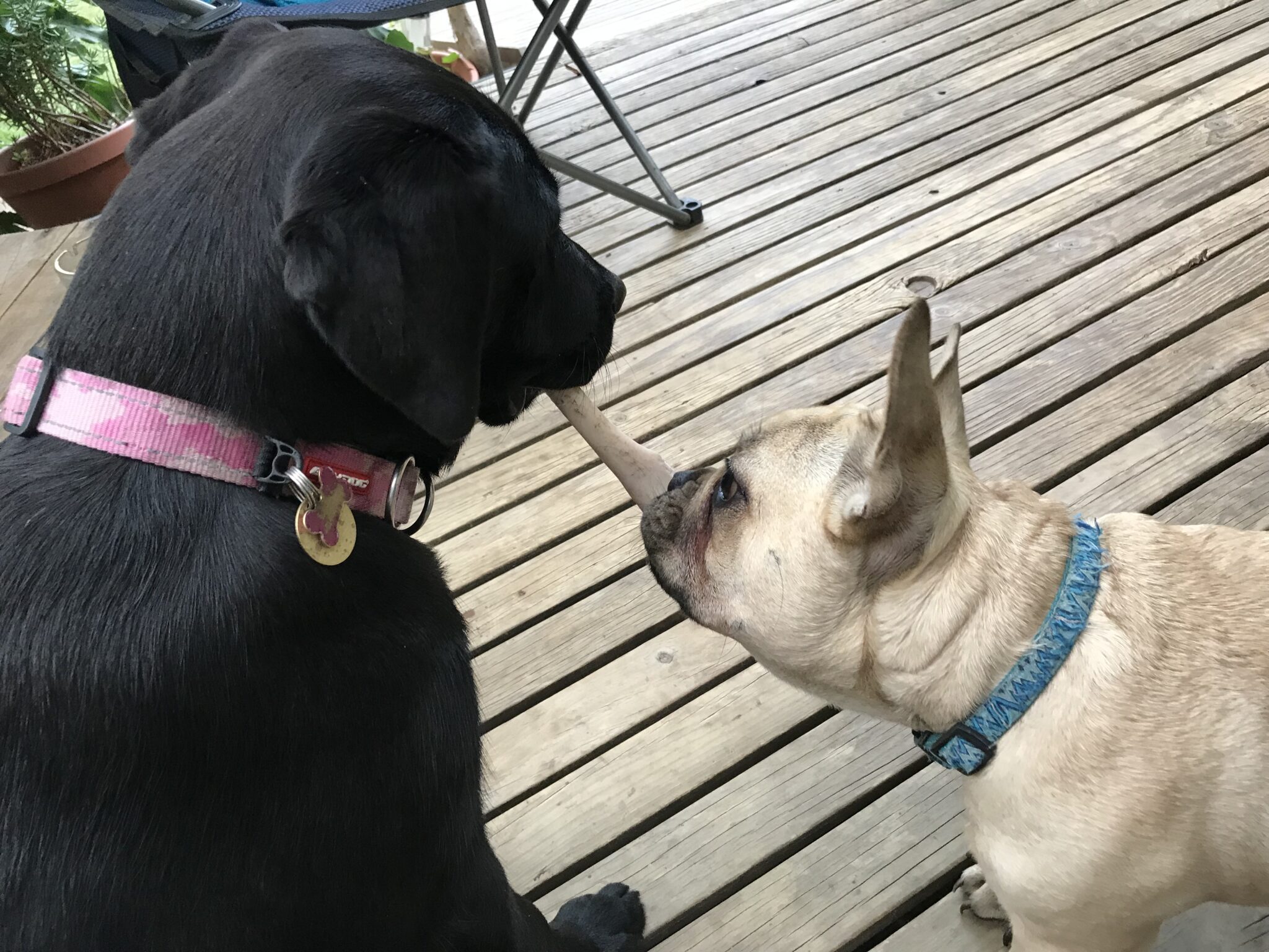 1 Dog Training Perth Leading Dog Training Services Agile Dogs