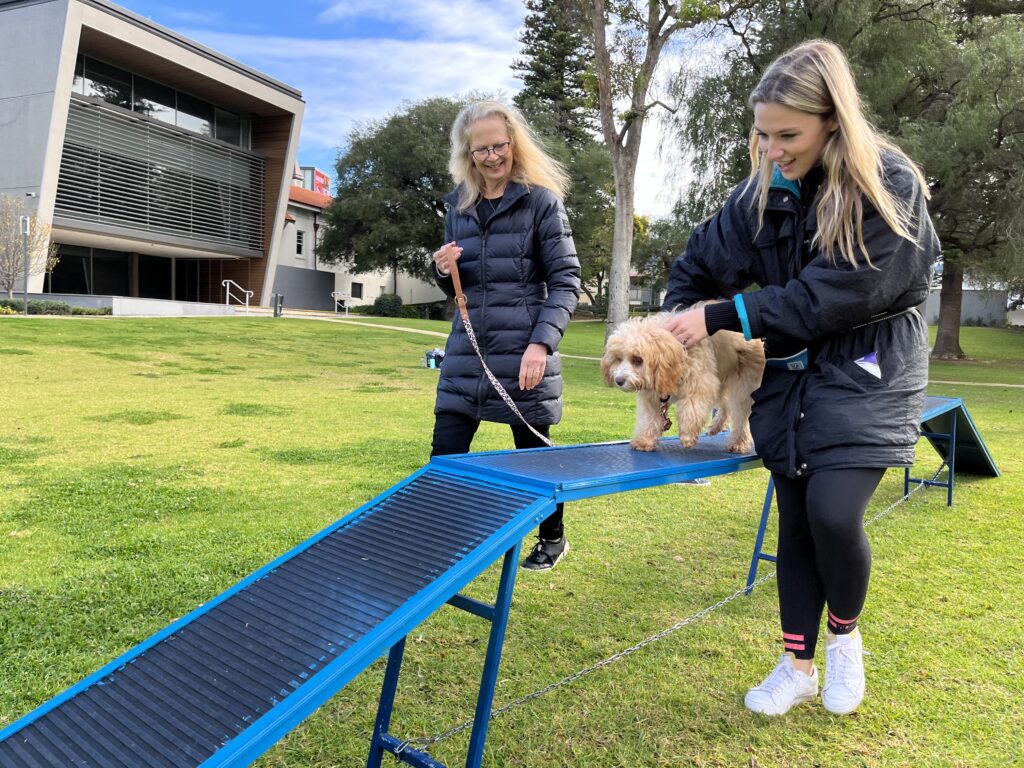 Dog agility training with handlers outdoors.