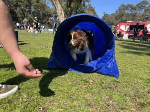 Dog emerging from agility tunnel during training.