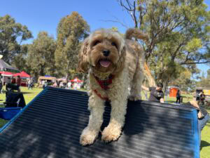 Agile Dogs dog on an agility ramp during outdoor training session.