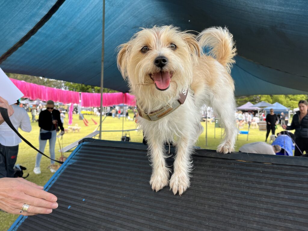 Dog agility training, small dog on ramp, outdoor event, happy dog, agility course.