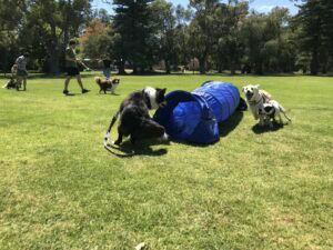 Dog agility training session in a park with multiple dogs and handlers.