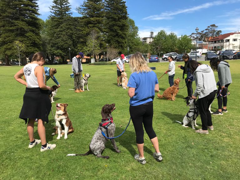 Group dog training session in a park with dogs and owners practicing obedience skills.