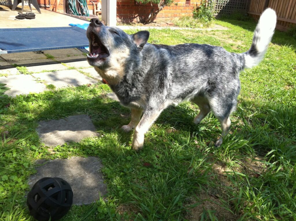Playful Australian Shepherd dog barking outdoors in a garden.