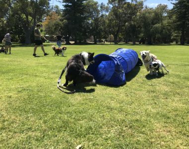 Dog agility training session in a park with multiple dogs and handlers.