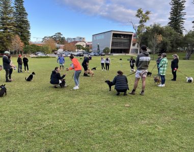 Dog training class outdoors in a park with people and dogs, under a clear sky.