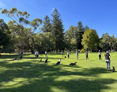 Dog training class outdoors with dogs and handlers practicing obedience.