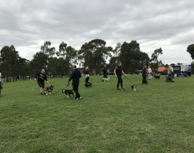 Reactive dog class outdoors with handlers and dogs practicing controlled socialization.