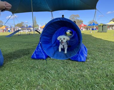 Dog running through agility tunnel at outdoor event.