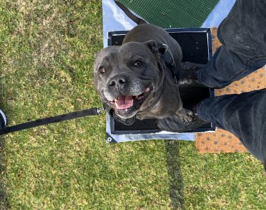 Dog standing in agility training box with a happy expression.