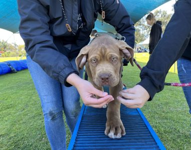 Puppy walking on agility training ramp at Agile Dogs.