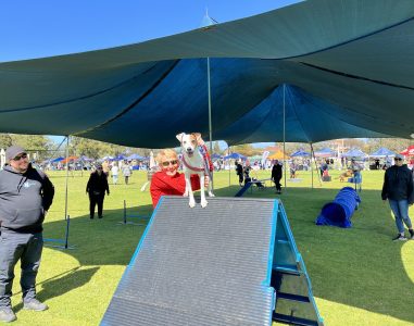 Agility Dogs jumping on an obstacle at an outdoor agility course under shade cloth.