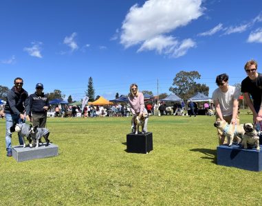 Agility Dogs performing on elevated platforms during a competition event.