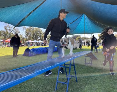 Dog agility training session with a bulldog on a ramp.