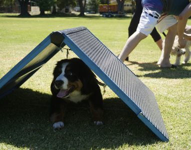 A dog participating in agility training under an A-frame obstacle.