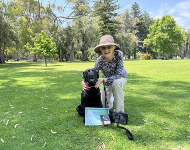 Woman training her black Labrador in a park with agility equipment.