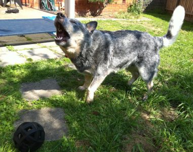 Playful Australian Shepherd dog barking outdoors in a garden.
