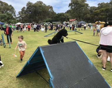 Dog agility training event at a park with dogs and owners participating.