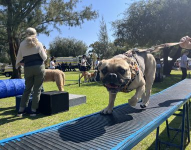 Bulldog participating in dog agility course outdoors at Agile Dogs.