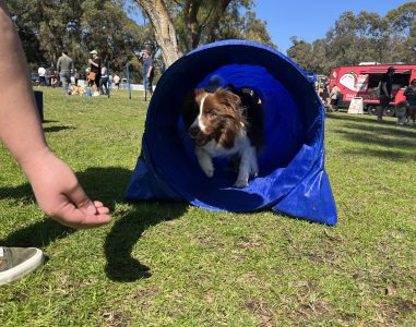 Dog emerging from agility tunnel during training.