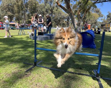 Dog jumping over agility hurdle at outdoor event.