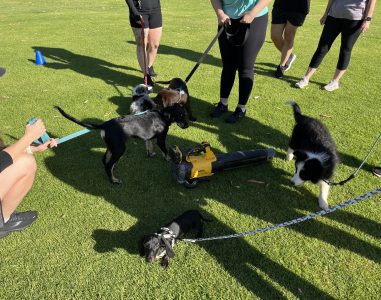 Dog training class with multiple dogs and handlers on a grassy field.