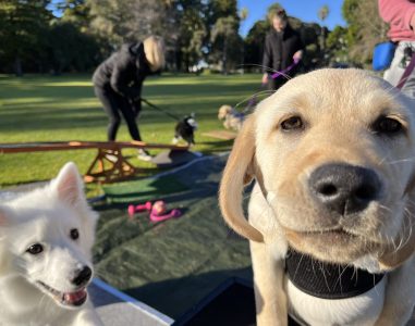 Labrador Retriever smiling at the camera during a dog training class outdoors.