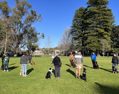 Group of dogs and owners participating in a training session outdoors.