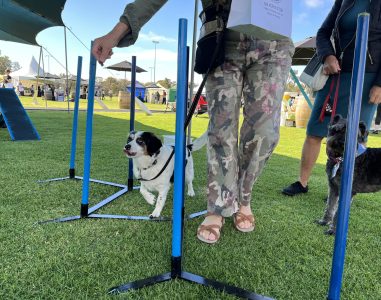 Agile Dogs agility training session with dogs navigating obstacle courses outdoors.