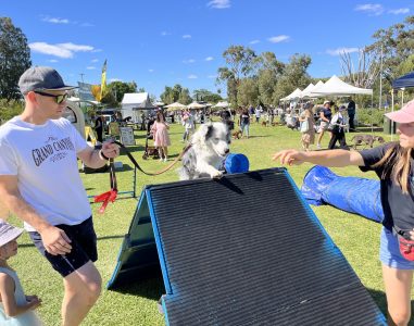 Dog jumping over agility ramp during outdoor dog event.