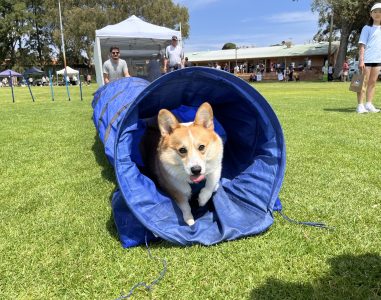 Dog emerging from agility tunnel during outdoor dog training event.