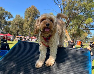 A dog standing on an agility ramp during an outdoor event in a park.
