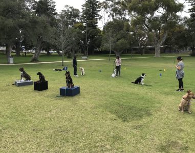 A dog training class outdoors with dogs and handlers practicing obedience and agility skills in a pa.
