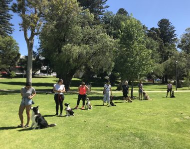 A dog training class outdoors in a park with multiple dogs and handlers practicing commands under tr.