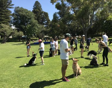 Active dog training session in a park with dogs and owners practicing obedience skills outdoors.