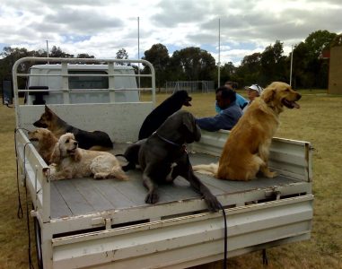 A dog training session with multiple dogs and a trainer on a field.
