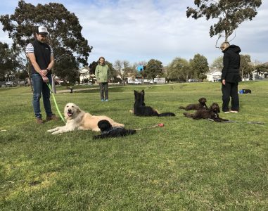 Dog training session with multiple dogs and handlers in a park setting.