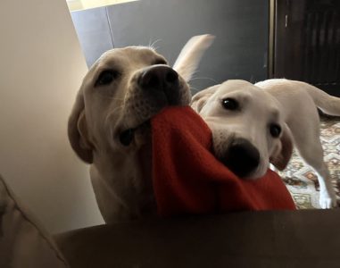 Dog Behaviour